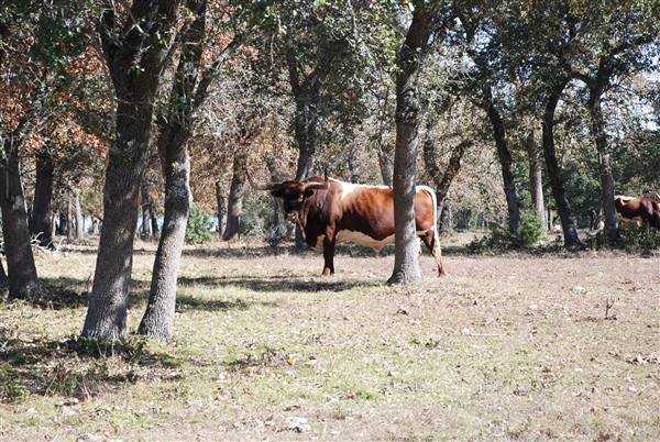 Henly Hill Ranch (1/8/2016)