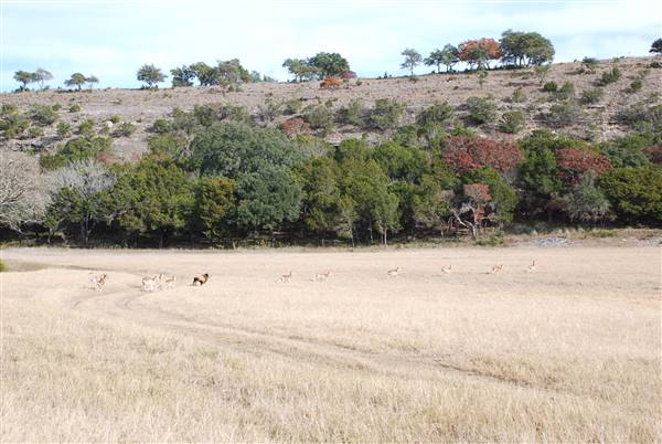 Longhorn River Ranch (12/9/2015)