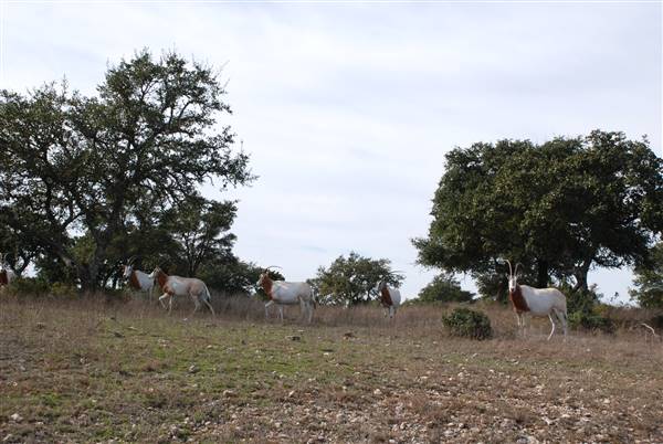 Longhorn River Ranch (12/9/2015)
