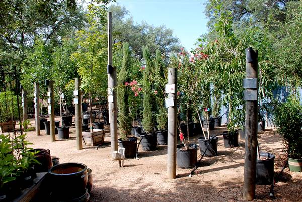 Hill Country Water Gardens & Nursery (8/11/2017)