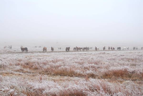 Mendota Ranch (12/13/2007)