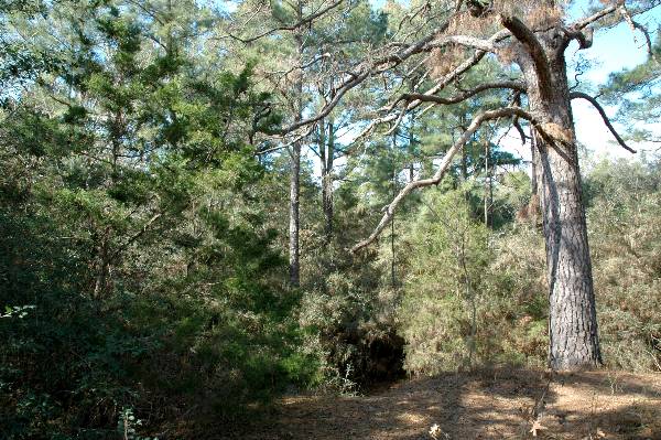 McKinney Roughs Nature Park (1/17/2008)