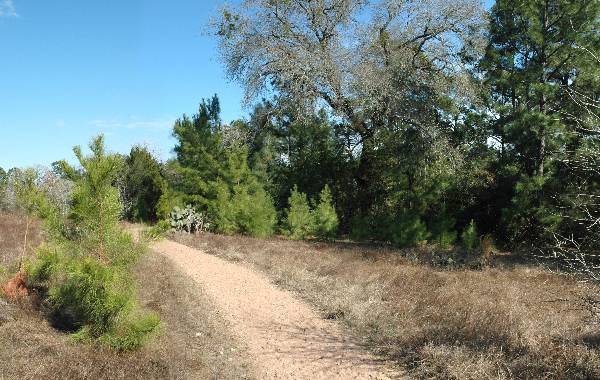 McKinney Roughs Nature Park (1/17/2008)