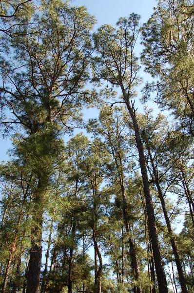 Buescher State Park (2/26/2008)