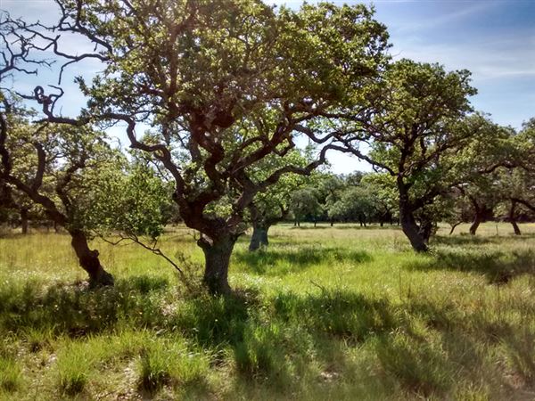 The Cedars Ranch (3/20/2019 - Credits: Mark Hemmings)