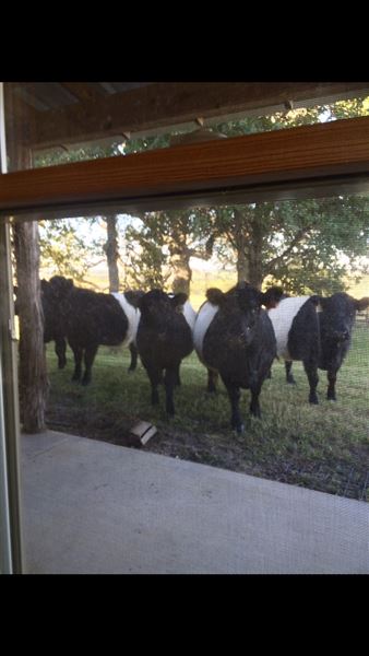 Obregon Ranch (5/14/2019 - Credits: Jariah Obregon)