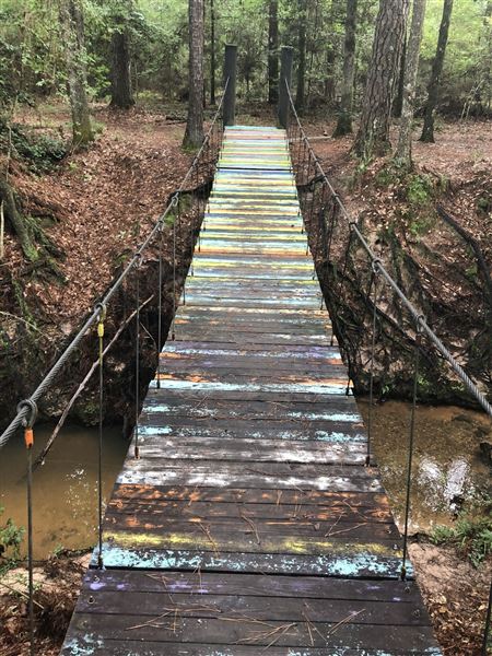 W G Jones State Forest (6/27/2019)