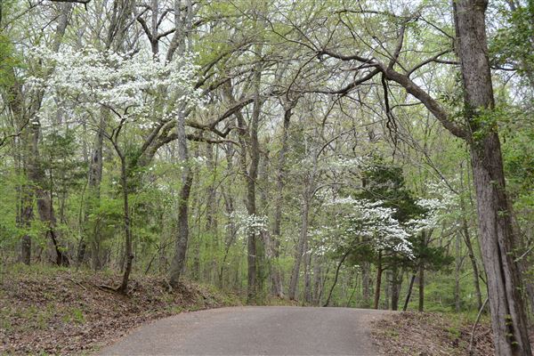 Davey Dogwood Park (7/8/2019 - Credits: Palestine Visitors Center)