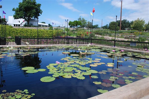 International Waterlily Collection (6/13/2019)