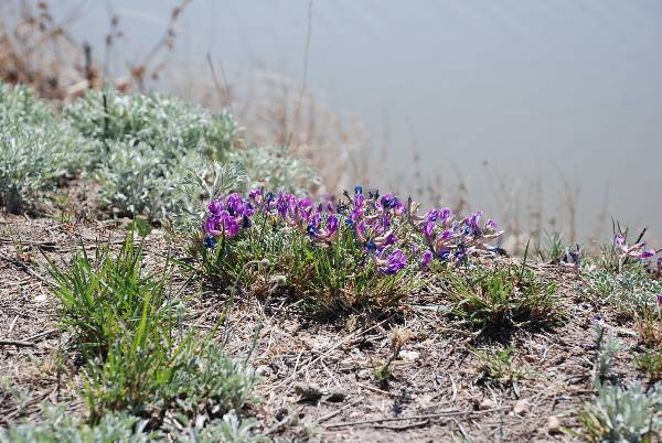 Buffalo Springs Lake (3/24/2009)