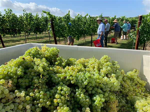 Narrow Path Winery (8/13/2021 - Credits: Fredericksburg Convention and Visitor Bureau)