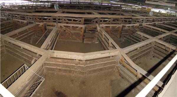 Navasota Livestock Auction (9/15/2009)