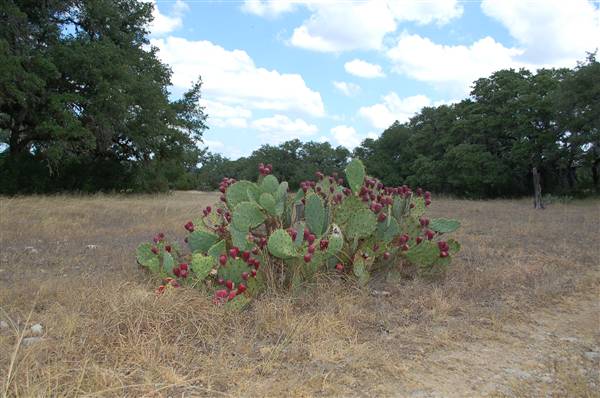 Milton Reimers Ranch County Park (8/25/2010)