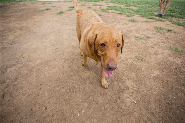 Tails 'N Trails Dog Park (5/1/2023 - Credits: Owner)