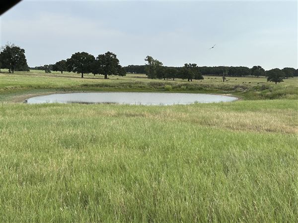 Fairlea Longhorn Ranch (7/20/2023 - Credits: K.Beck)