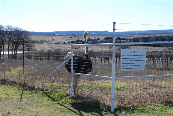 Blue Ostrich Winery & Vineyard (1/27/2023 - Credits: Gabriel Ornelas)