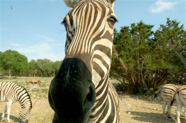 Natural Bridge Wildlife Ranch (4/7/2011)