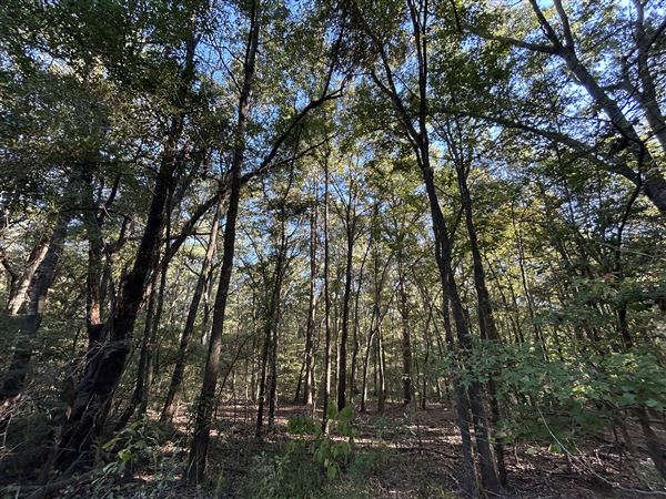 Flournoy Farm (9/24/2024 - Credits: submitted by: Sue Wisdom)
