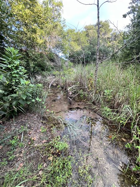 Lost Creek at Wimberley (3/4/2025 - Credits: Todd Nasca)