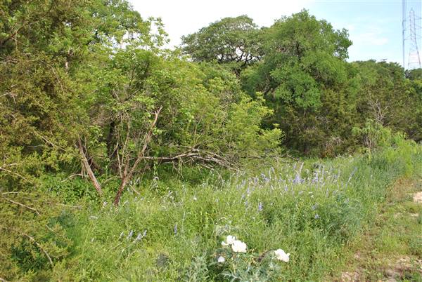 Phil Hardberger Park (4/7/2012)