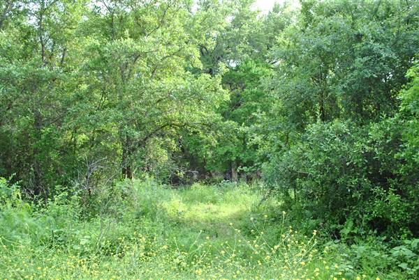 Phil Hardberger Park (4/7/2012)