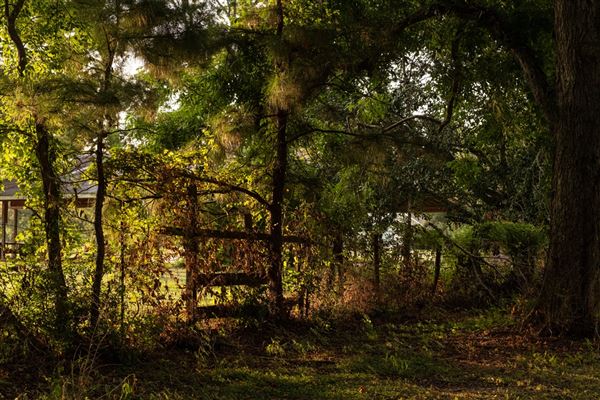 The Oaks of Anahuac (8/8/2025 - Credits: Jeff Fitlow Photography)