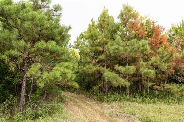 The Oaks of Anahuac (8/8/2025 - Credits: Jeff Fitlow Photography)