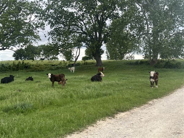 Evans Ranch (9/20/2024 - Credits: submitted by: kate evans)