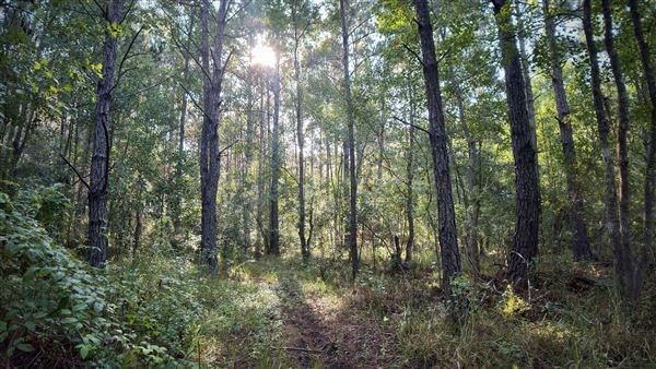 The Oaks of Anahuac (9/12/2025 - Credits: Houston Film Commission)