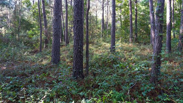 The Oaks of Anahuac (9/12/2025 - Credits: Houston Film Commission)