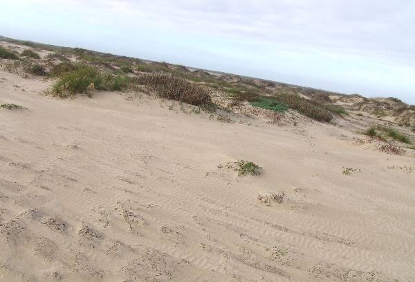 Boca Chica Beach & Dunes (3/2/2005)