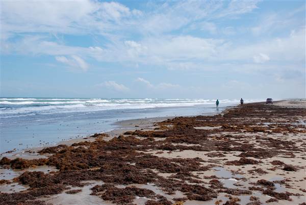 Boca Chica Beach & Dunes (9/25/2014)