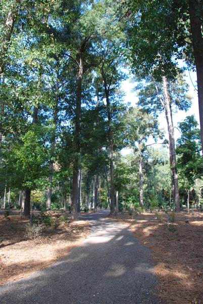 Gayla Mize Garden (11/11/2014)