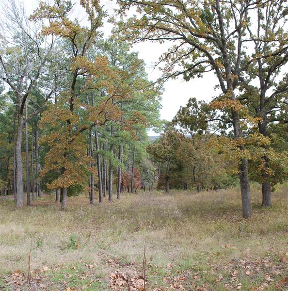 Davey Dogwood Park (11/13/2014)