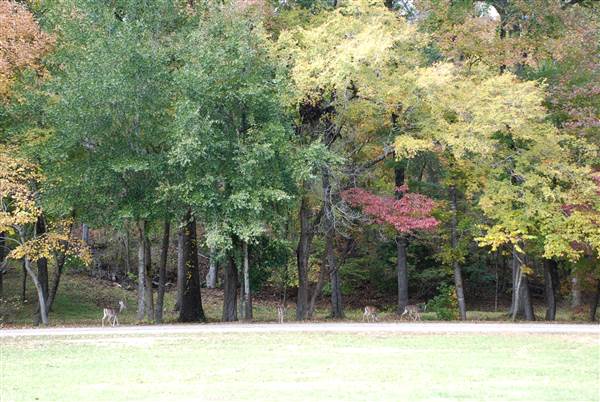 Davey Dogwood Park (11/13/2014)