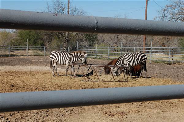 Animal World and Snake Farm (1/19/2015)