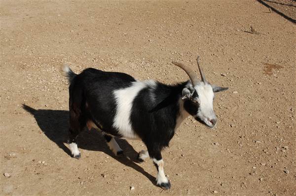 Animal World and Snake Farm (1/19/2015)