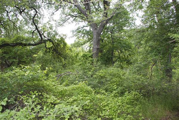 Cedar Hill State Park (4/13/2015)