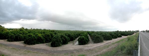 Grapefruit Orchard (9/16/2002)