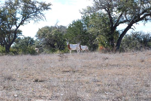 Henly Hill Ranch (1/8/2016)