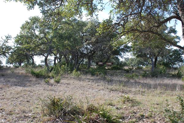 Longhorn River Ranch (12/9/2015)
