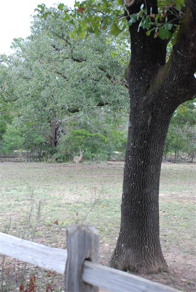 McKinney Roughs Nature Park (11/5/2015)