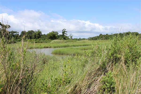 Seabrook Hike & Bike Trails (6/16/2016)