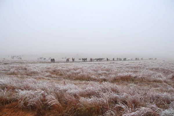Mendota Ranch (12/13/2007)