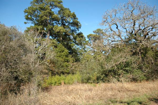 McKinney Roughs Nature Park (1/17/2008)