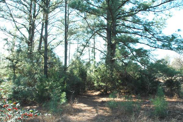 McKinney Roughs Nature Park (1/17/2008)