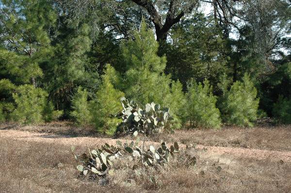 McKinney Roughs Nature Park (1/17/2008)