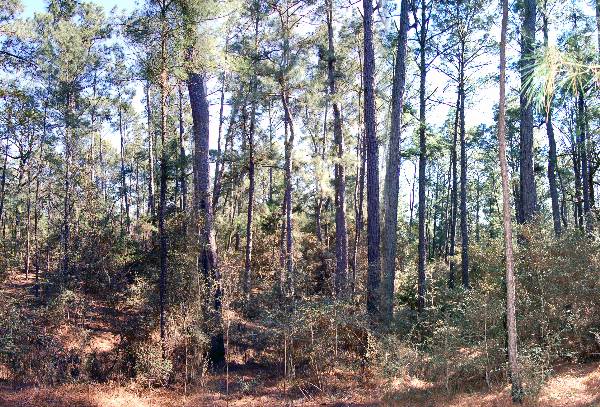 Buescher State Park (2/26/2008)