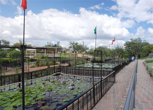 International Waterlily Collection (9/17/2018)