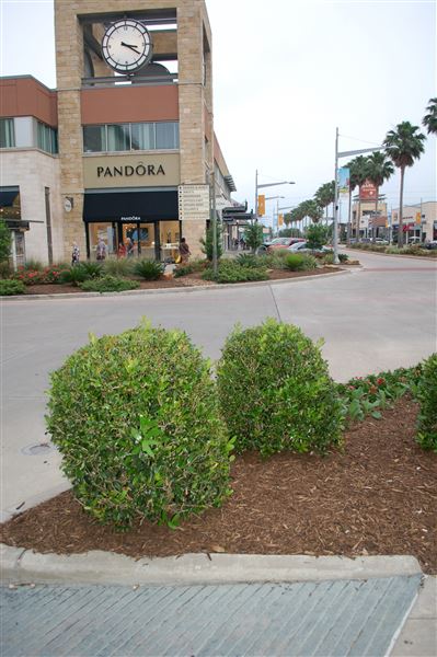 Pearland Town Center (5/9/2019)